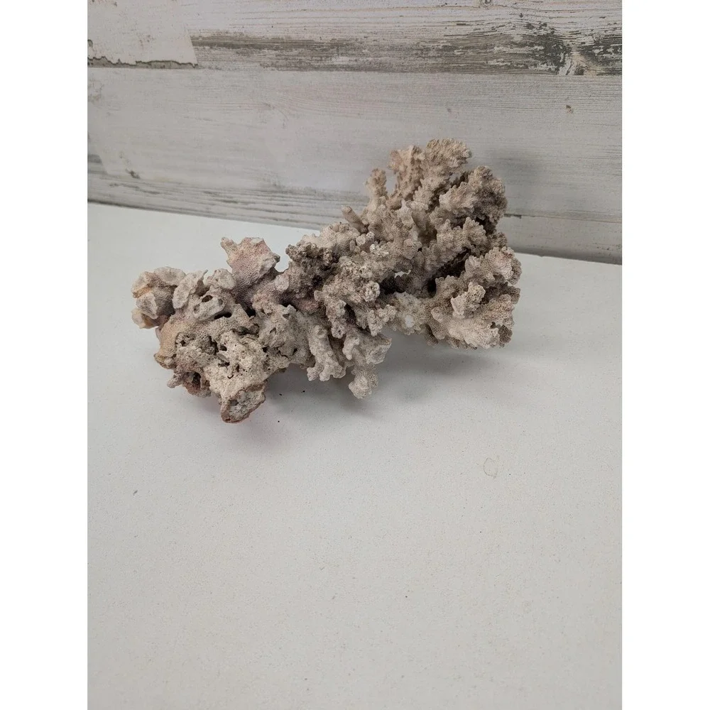 Natural White Coral Specimen Branching Reef Sea Decor Display Coastal Piece